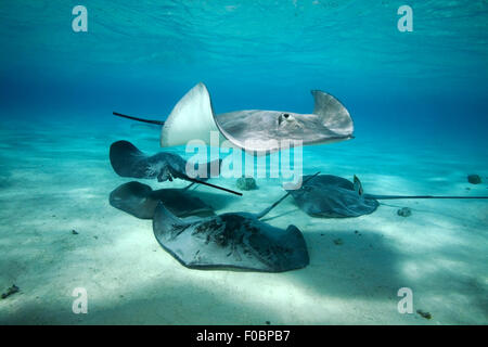 SMALL GROUP OF GREY STINGRAY SWIMMING ON BLUE WATER Stock Photo