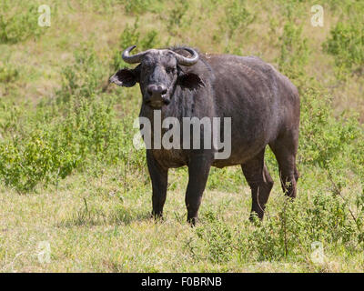 Bull African buffalo Stock Photo