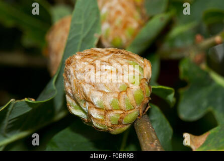 Oak artichoke gall, the gall of the gall wasp Andricus foecundatrix, on an Oak Stock Photo