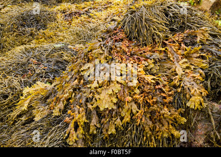 Seaweed covered rocks on the Atlantic coast of Brittany, France;  Bladderwrack (Ascophyllum nodosum) and Rockweed (Fucus vesicul Stock Photo