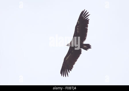 Black Vulture (Aegypius monachus), flying overhead, near Trujillo, Extremadura, Spain. Stock Photo
