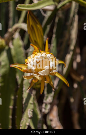 cactus flower, Epiphyllum ackermannii, blooms in a garden in spring Stock Photo