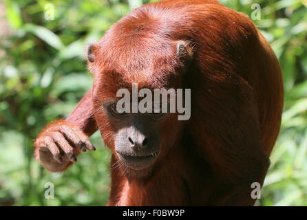 Young male Venezuelan red howler monkey (Alouatta seniculus) Stock Photo