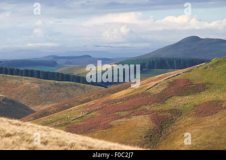 Rolling hills of Northumberland, North East England. UK. Stock Photo