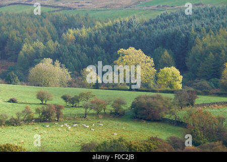 Rolling hills of Northumberland, North East England. UK. Stock Photo