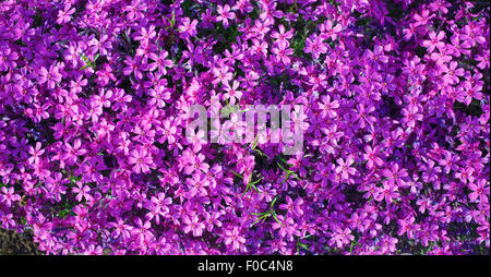 Background of flowers purple phlox subulata. Panoramic shot. Stock Photo