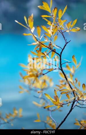 Detail of autumn leaves on twig Stock Photo