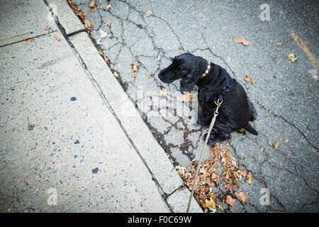 Black dog on leash sitting in the street Stock Photo