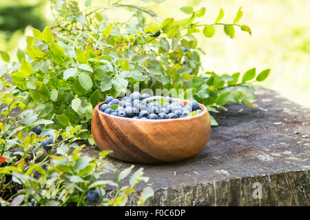 Blueberries Freshly Picked From the Forest in a Wooden Bowl Stock Photo