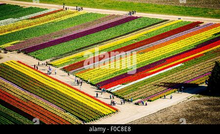 Aerial view of rows of tulip fields Stock Photo