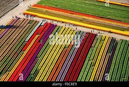 Aerial view of rows of colorful tulip fields Stock Photo