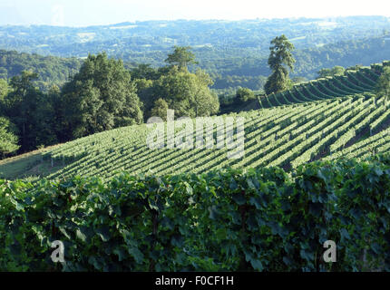 Vineyards for Jurancon wine in foothills of French Pyrenees near Pau, France Stock Photo