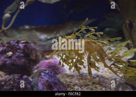 Leafy seadragon, Phycodurus eques, is also known as Glauert’s seadragon. Often yellow, it has multiple leaf-life fronds hanging Stock Photo