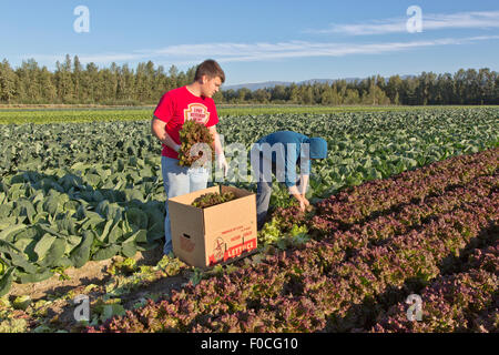 Young farmers harvesting 'Red Leaf Lettuce'. Stock Photo