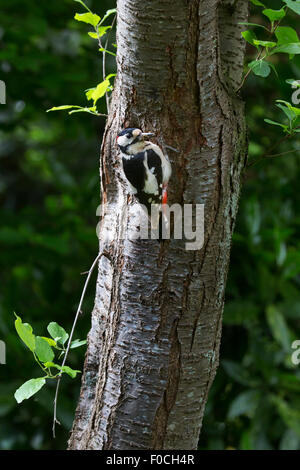 Great spotted woodpecker (Dendrocopos major) male with beak full of grubs to feed young at nesting hole in tree trunk in forest