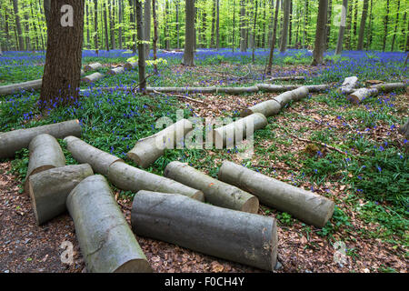 Felled trees chopped in logs among bluebells (Endymion nonscriptus) in flower in beech forest (Fagus sylvatica) in spring Stock Photo