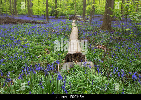 Felled tree among bluebells (Endymion nonscriptus) in flower in beech forest (Fagus sylvatica) in spring Stock Photo