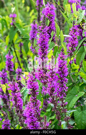 Purple loosestrife / spiked loosestrife / purple lythrum (Lythrum salicaria) in flower Stock Photo