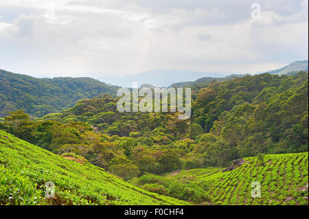 Tea fields in the mountains area. Rain forest, Sri Lanka Stock Photo