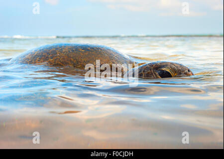 Close-up view of a turtle in the ocean. Sri Lanka Stock Photo