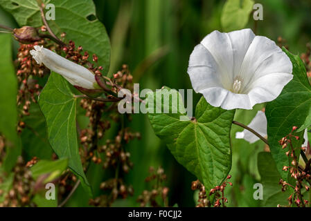 Larger bindweed / hedge bindweed / Rutland beauty / bugle vine (Convolvulus sepium / Calystegia sepium) in flower Stock Photo