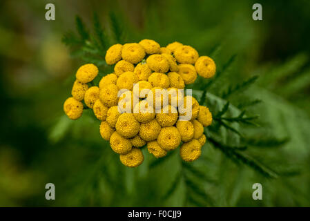 Common tansy / bitter buttons / cow bitter / golden buttons (Tanacetum vulgare / Chrysanthemum vulgare) in flower Stock Photo