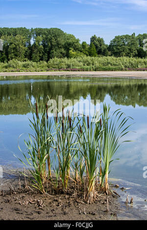Common bulrush / broadleaf cattail / common cattail (Typha latifolia) in summer along lake Stock Photo