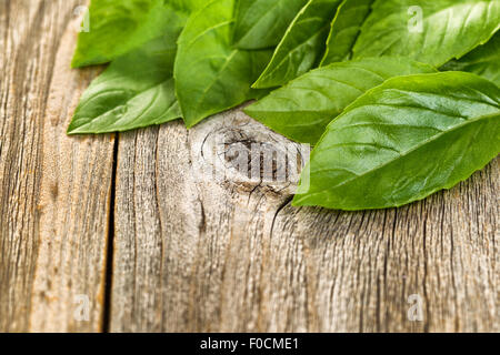 Large basil leafs on rustic wood. Selective focus on front leaf and knot in horizontal format. Stock Photo