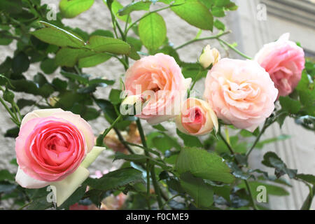 peach-colored roses on a rosebush Stock Photo