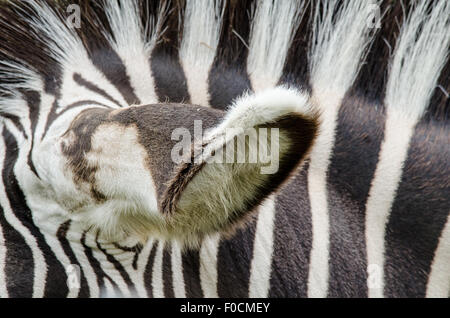 Zebra Ear and Stripes Stock Photo