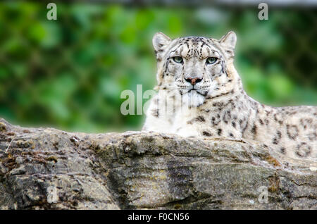 Snow Leopard lying on a rock in a zoo Stock Photo