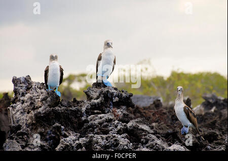 Blue Footed Boobies - Galapagos - Ecuador Stock Photo