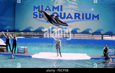 March 26, 2015 - Key Biscayne, Florida, United States - Dolphins perform with trainers at Miami Seaquarium. Stock Photo