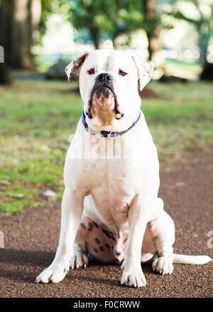 White American Bulldog sitting Stock Photo
