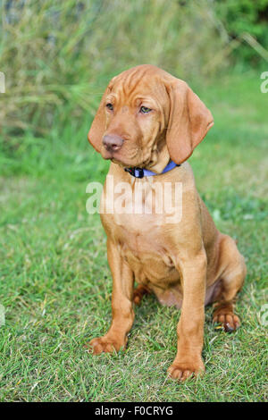 Eight week old vizsla puppy sitting in garden Stock Photo