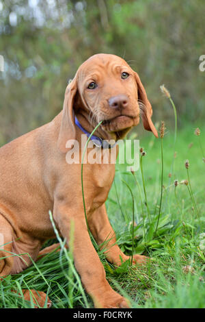 Eight week old Vizsla puppy Stock Photo