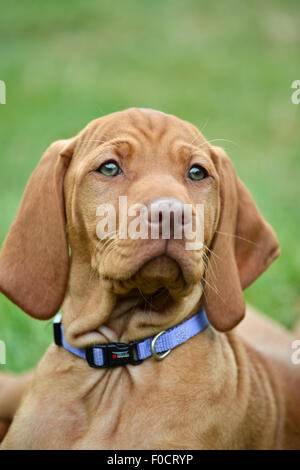 Eight week old Vizsla puppy Stock Photo