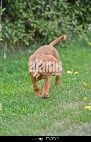 Eight week old Vizsla puppy Stock Photo