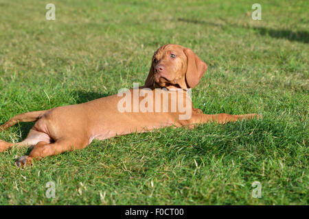 Eight week old Vizsla puppy Stock Photo