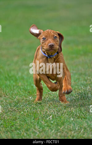 Eight week old Vizsla puppy Stock Photo