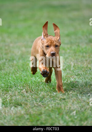 Eight week old Vizsla puppy Stock Photo