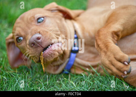 Eight week old vizsla puppy laying on grass in garden Stock Photo