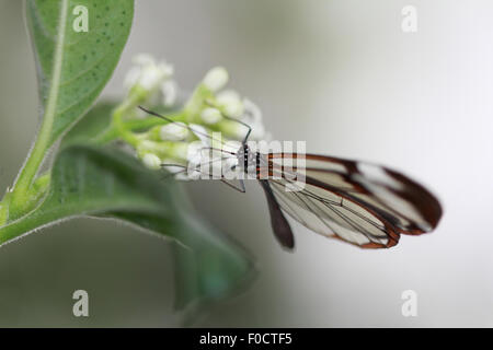 Glasswinged butterfly on white flower with green leafs
