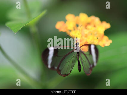 Glasswinged butterfly on green fern leaf Stock Photo