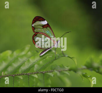 Glasswinged butterfly on green fern leaf