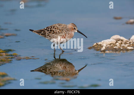 Curlew sandpiper Calidris ferruginea, migrant, feeding in shallow lagoon, Makara Marsh, Lesvos, Greece in April. Stock Photo