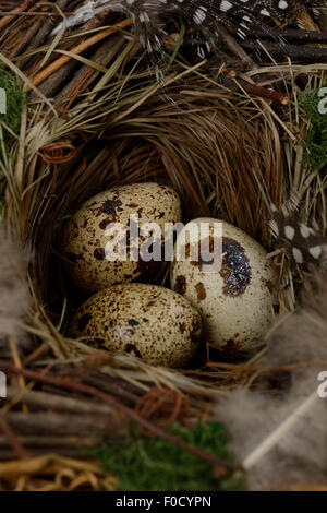 three Quail eggs in a nest Stock Photo