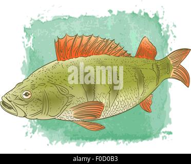 freshwater fish color drawing on watercolor background Stock Vector