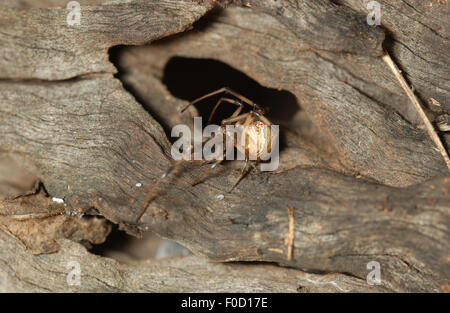Immature Red-back spider (Latrodectus hasseltii) Stock Photo