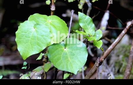 Kawakawa (Piper excelsum) Stock Photo